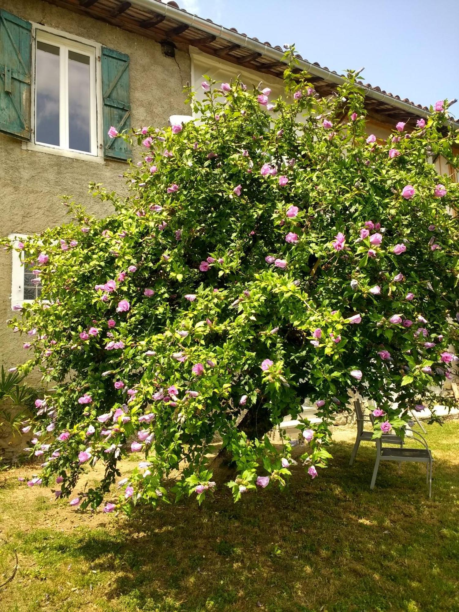 סן-גודנס Pyrenees Vue Gite - Vues Fantastique, Parking Gratuit Sur Place & Piscine מראה חיצוני תמונה